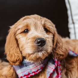 Goldendoodle Puppies from Deer Valley Doodles