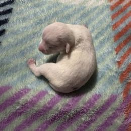 Chihuahua and Pembroke Welsh Corgi Puppies from Stephanie’s Corgi Colony