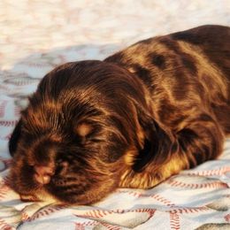 Red Girl - Brown white and tan female Cocker Spaniel puppy in Beggs, Oklahoma from Southern Country Cockers