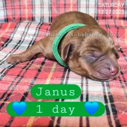 Janus - Brindle male Dachshund puppy in Harrodsburg, Kentucky from Wayward Home Dachshunds