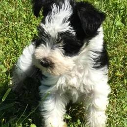 Miniature Schnauzers from Newman Gnaws