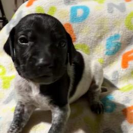 Brown - Black roan male German Shorthaired Pointer puppy in Jackson, Georgia from Rosengrace Gsps (formerly Tiner GSP’s)