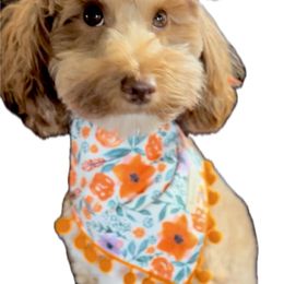 Gypsy - Goldendoodle