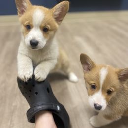 Apple (maroon) - Red Pembroke Welsh Corgi puppy in Washington from KB Corgis
