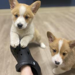 Apple (maroon) - Red Pembroke Welsh Corgi puppy in Washington from KB Corgis