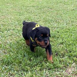 Boy 2 Yellow Chaos - 4 wks - Rottweiler puppy from Daleys Rottie Dogs