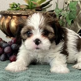 Charles - Black gold and white male Cavatzu puppy in Oklahoma from Rocky Oak Cavaliers & Biewer Terriers LLC