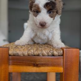 Chocolate Merle - male Australian Mountain Doodle puppy in Spanish Fork, Utah from Little Puppy Co.