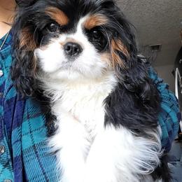 June - Tri-color female Cavalier King Charles Spaniel puppy in Grand Prairie, Texas from Westchester Cavaliers