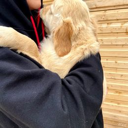 Golden Retriever Puppies from Wilkinson’s Wonders