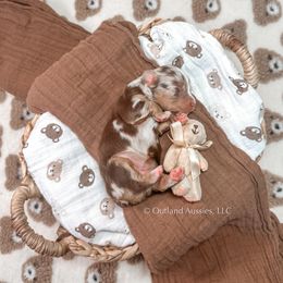 WINNIE - Red merle Miniature Australian Shepherd puppy in Oklahoma City, Oklahoma from Outland Toy & Mini Aussies