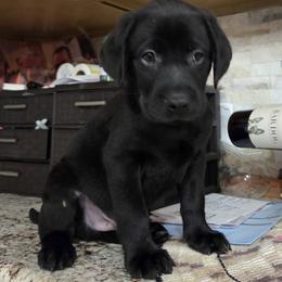 Black Collar - Black male Labrador Retriever puppy in Shrewsbury, Massachusetts from Inna's Labrador Retrievers