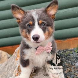 Stella - Blue female Pembroke Welsh Corgi puppy in Casper, Wyoming from Flying Note Shorties