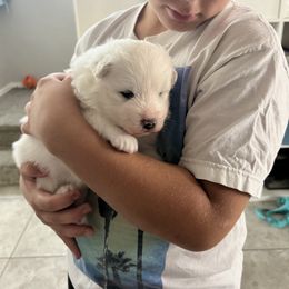 Boo - White female Samoyed puppy in Surprise, Arizona from Virgin River Samoyeds