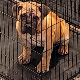 Boerboel Puppies from Boerboels Exact of the dmv