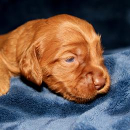 Tiramisu - Red female Australian Labradoodle puppy in Stanwood, Washington from Victoria Creek Australian Labradoodles