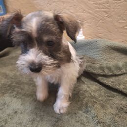 Peanut - Parti male Miniature Schnauzer puppy in Warrenville, South Carolina from All Paws Pet Resort