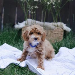 Red collar girl - Apricot female Goldendoodle puppy in Spokane, Washington from Beloved_doodles_WA