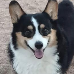 Oscar - Pembroke Welsh Corgi