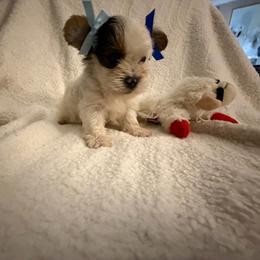 Boy 1 - Parti male Yorkshire Terrier puppy in Chino Hills, California from Chino Hills Yorkies