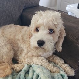 Twinkie (merle carrier) - Cockapoo