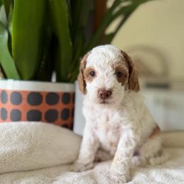 Green Boy - Brown and white male Cockapoo puppy in Fort Gibson, Oklahoma from Waggle Doodles