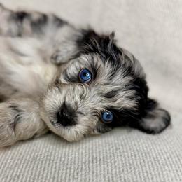 Sadie - Blue merle female Aussiedoodle puppy in Seguin, Texas from Navarro Royal Pups