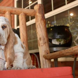 Honey - Red and white male Basset Hound puppy in Missouri from Clevenger Farms