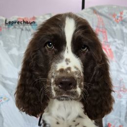 Boy 4 - male English Springer Spaniel puppy in Brodhead, Wisconsin from Pinwheel Acres