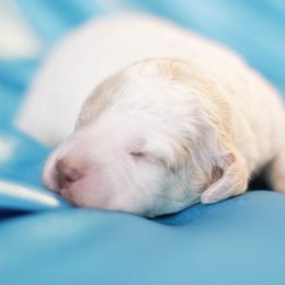 Lagotto Romagnolo Puppies from Morena