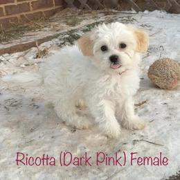 Ricotta - Cream female Shichon puppy in De Pere, Wisconsin from Kinzor Kennels