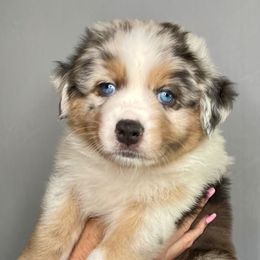 Sophia - Australian Shepherd
