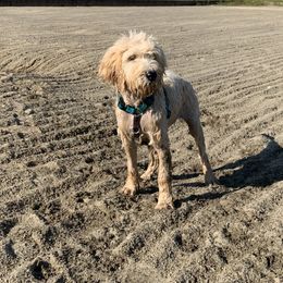 Goldendoodle Puppies from Dood Ranch Doodles
