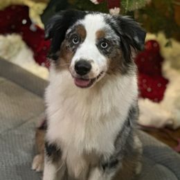 Kovu - Miniature American Shepherd