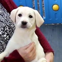 People oriented, Calm, gentle Girl Avail NOW - Yellow female Labrador Retriever puppy in Lakeside, California from Labs To Love