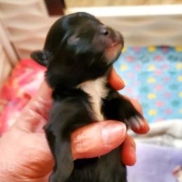 Tuxedo Jack - Black male Pomeranian puppy in Forsyth, Illinois from Brenda's Pomeranians - Amazing Grace Pomeranians