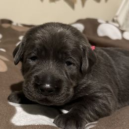 Miss Pink - Charcoal Dilute Retriever puppy in Evart, Michigan from Irby Acres Labs
