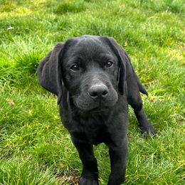 Slytherin - Black Labrador Retriever puppy in Eugene, Oregon from LakeHouse Labrador Retriever LLC