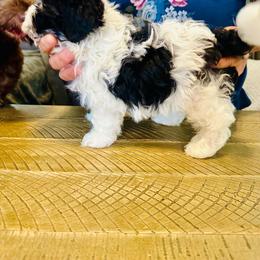 Benz - Black and white male Havanese puppy in Hawthorne, Florida from Havanese Acres
