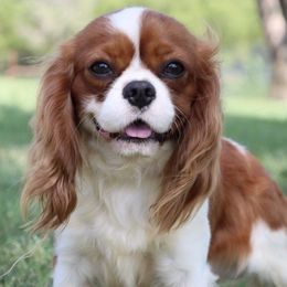 Cavapoo puppies from Horseshoe Drive Kennel