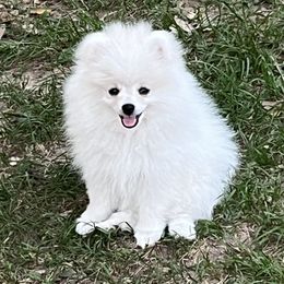 Cole - White male Pomeranian puppy in St. Louis, Missouri from Saint Louis Pomeranian babies