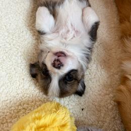 Micca - Sable female Pembroke Welsh Corgi puppy in Cheyenne, Wyoming from BriarFox Welsh Corgis