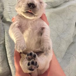 Golden Retriever Puppies from Eastern Shore Goldens