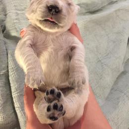 Golden Retriever Puppies from Eastern Shore Goldens
