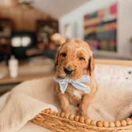 Revere - Apricot male Goldendoodle puppy in Yukon, Oklahoma from Bows and Ties Doodles, LLC