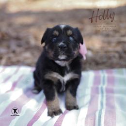 Holly- Black Tri Minimal White - Black tri female Miniature Australian Shepherd puppy in Nacogdoches, Texas from TK Standard, Mini, & Toy Aussies