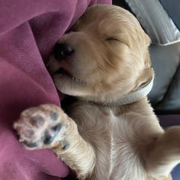 Goldendoodle Puppies from North Star Dog Training