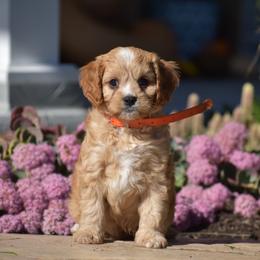 Cody - Red male Cavapoo puppy in Gap, Pennsylvania from Country View Puppies ( License 18816)