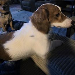 Dachshund puppies from ELLIES DARLIN DOXIES