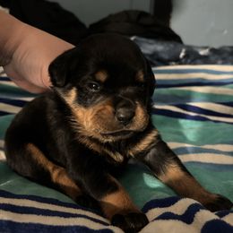 Girl 4 - Black and mahogany female Rottweiler puppy in Detroit, Michigan from Dark Storm Kennels
